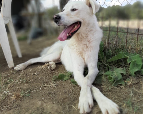 Adotta un cane, taglia grande, maschio, Roma