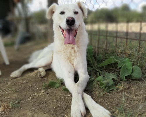 Foto dell'animale