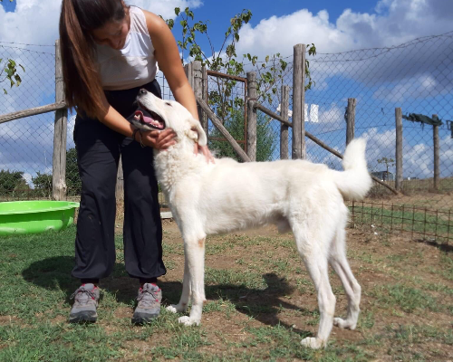 Vuoi adottare un cane a Roma?