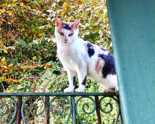 Adotta un gatto, taglia non valida, femmina, Avellino