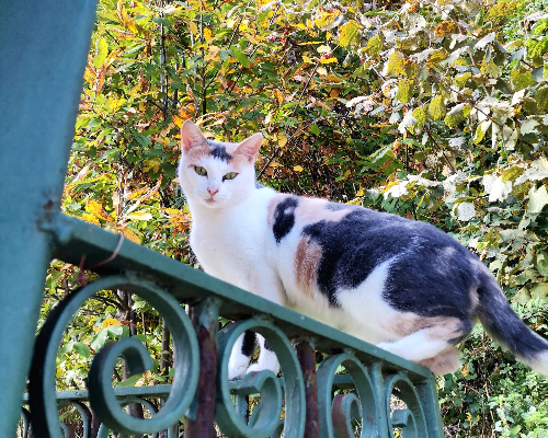 Adotta un gatto, femmina, 6 anni  e 4 mesi , Avellino