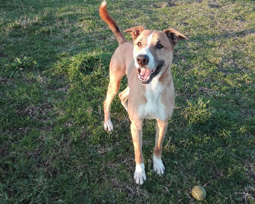 Adotta un cane, maschio, 6 anni  e 4 mesi , Roma