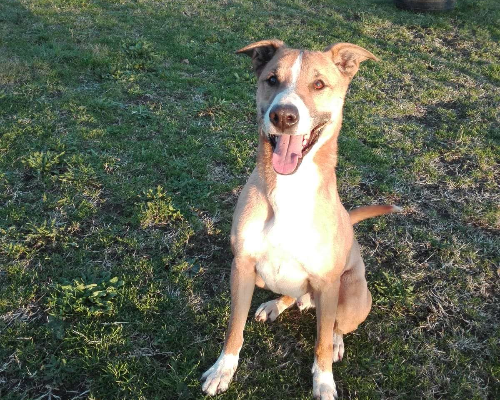 Adotta un cane, taglia media, maschio, Roma