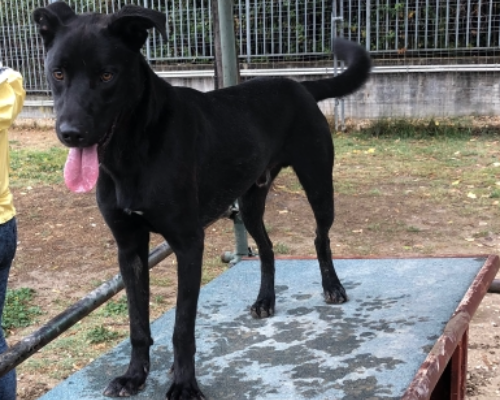 Adotta il cane Turbo a Roma