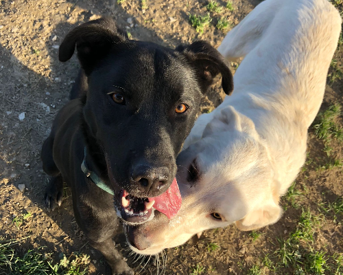 Adotta un cane, taglia media, maschio, Roma
