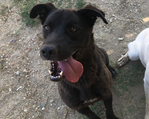 Vuoi adottare un cane a Roma?