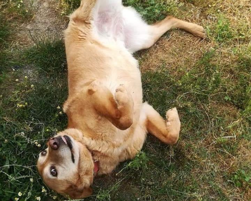 Foto 3 dell'animale