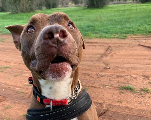 Adotta un cane, maschio, 7 anni  e 3 mesi , Taranto