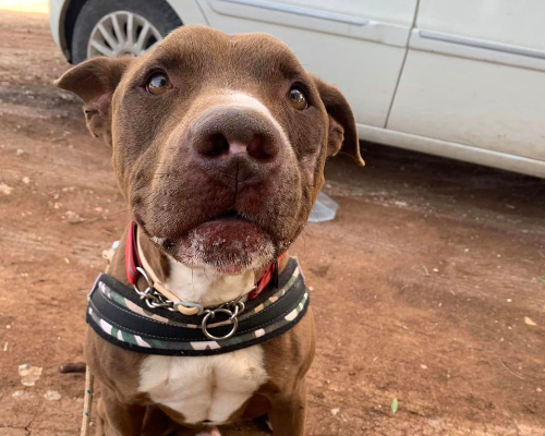 Adotta un cane, taglia grande, maschio, Taranto