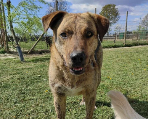 Adotta un cane, taglia grande, maschio, Bologna