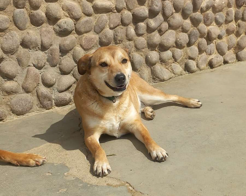 Foto dell'animale