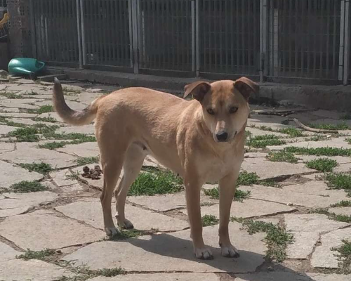 Adotta un cane, taglia media contenuta, femmina, Torino