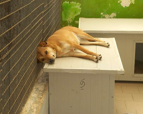 Vuoi adottare un cane a Torino?