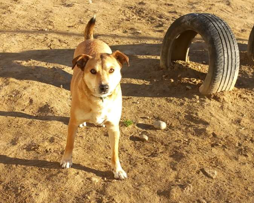 Adotta un cane, femmina, 6 anni  e 4 mesi , Torino