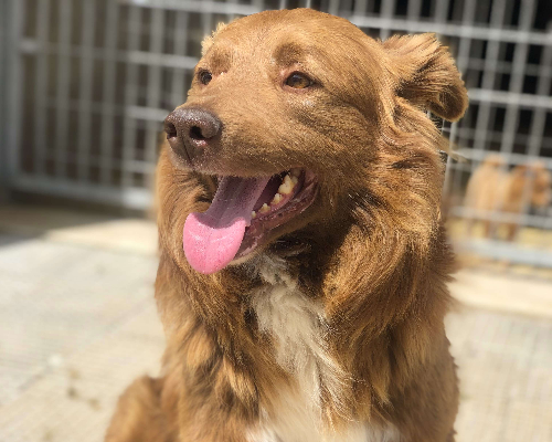 Adotta un cane, maschio, 3 anni  e 6 mesi , Bari