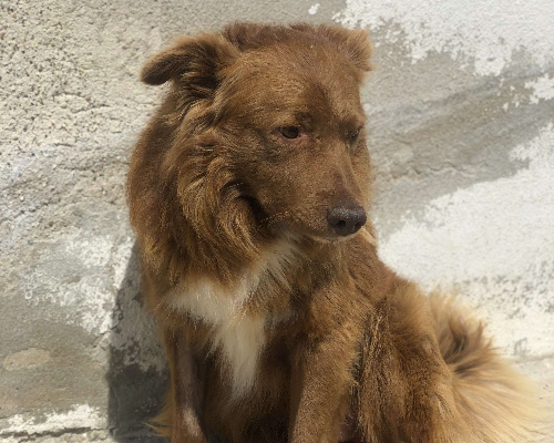 Adotta un cane, taglia media, maschio, Bari