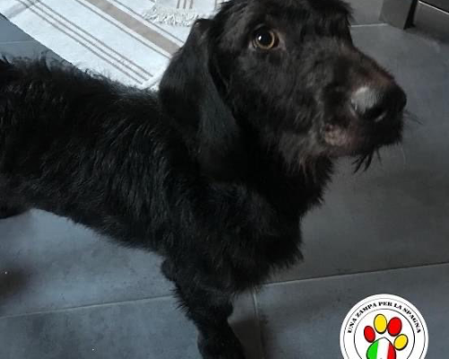 Adozione cane, maschio, Bassotto, 3 anni e 8 mesi, taglia media contenuta, Firenze