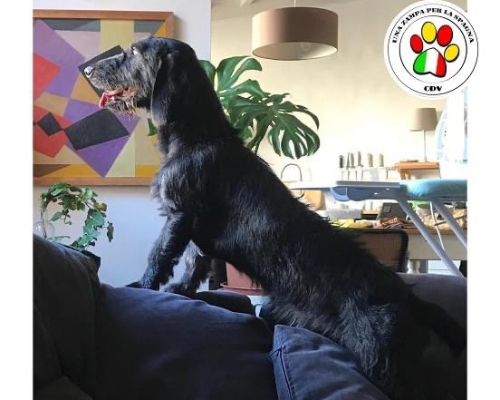 Adotta un cane, maschio, 3 anni e 8 mesi, Firenze