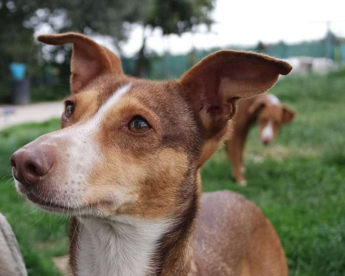 Adotta un cane, taglia media contenuta, femmina, Vicenza