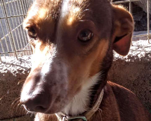 Adotta un cane, femmina, 6 anni e 6 mesi, Vicenza
