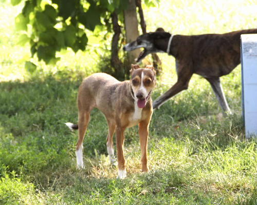 Adozione cane, femmina, meticcio, 6 anni e 6 mesi, taglia media contenuta, Vicenza