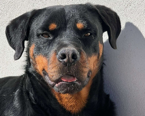 Adotta un cane, maschio, 4 anni  e 6 mesi , Bari