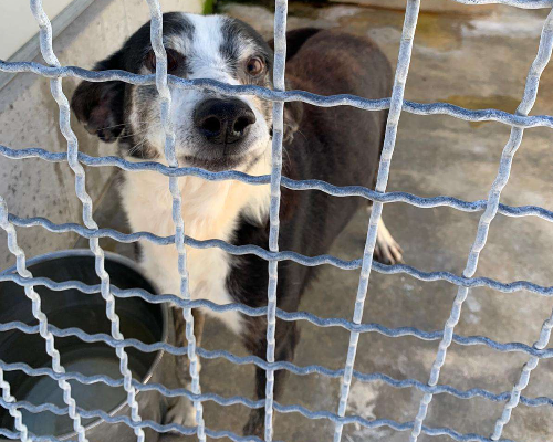 Adotta un cane, maschio, 6 anni  e 9 mesi , Potenza