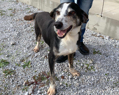Adotta il cane Natalino a Potenza