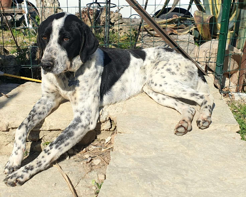 Adotta un cane, taglia media, maschio, Roma