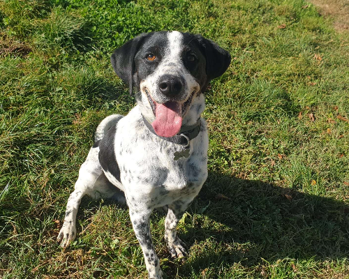 Adotta un cane, maschio, 3 anni  e 4 mesi , Roma