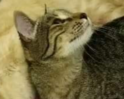 Adotta un gatto, femmina, 4 anni e 8 mesi, Roma