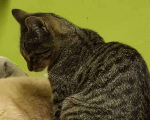 Adozione gatto, femmina, meticcio, 4 anni e 8 mesi, taglia non valida, Roma