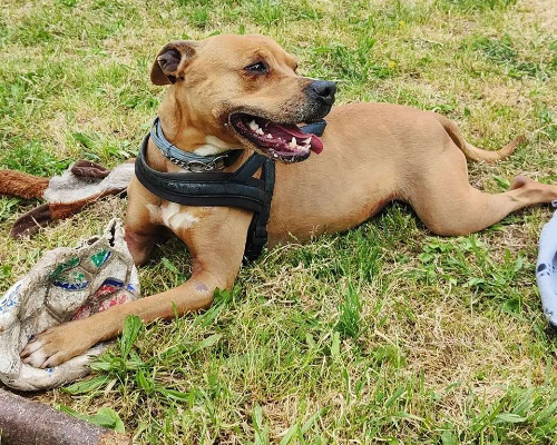 Vuoi adottare un cane a Genova?