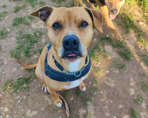 Adotta un cane, femmina, 8 anni e 11 mesi, Genova