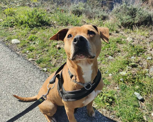 Adotta un cane, taglia media, femmina, Genova