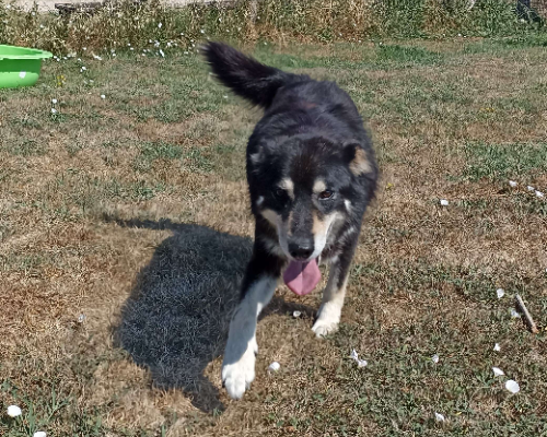 Adotta il cane Old Tom a Latina