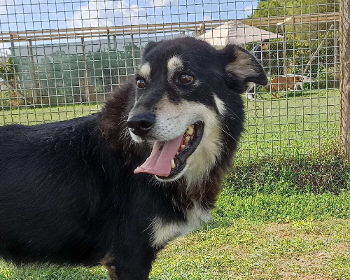 Adotta un cane, maschio, 12 anni  e 7 mesi , Latina