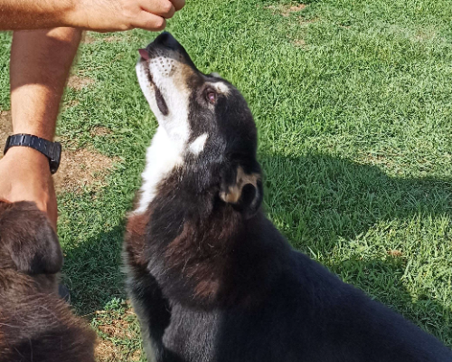 Vuoi adottare un cane a Latina?
