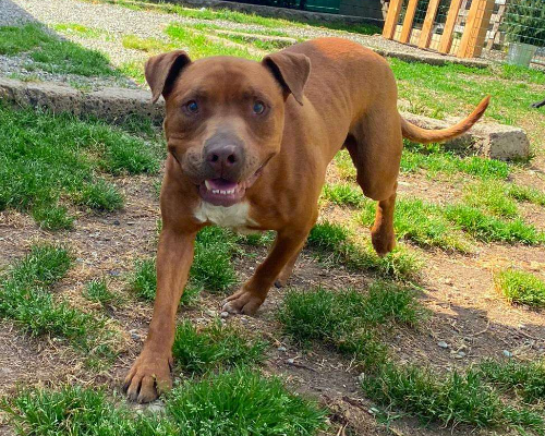 Adotta un cane, maschio, 7 anni  e 4 mesi , Milano