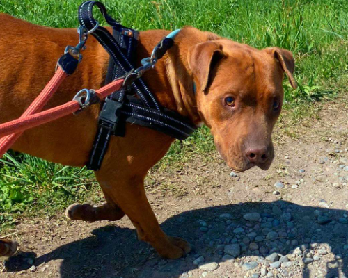 Vuoi adottare un cane a Milano?