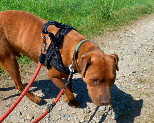 Adotta un cane, taglia media, maschio, Milano
