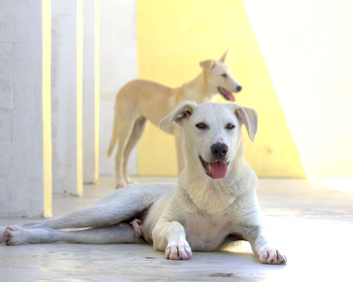 Adotta un cane, maschio, 5 anni e 2 mesi, Modena