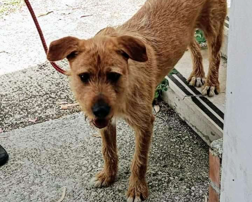 Adozione cane, maschio, Spinone, 5 anni  e 2 mesi , taglia media, Trapani