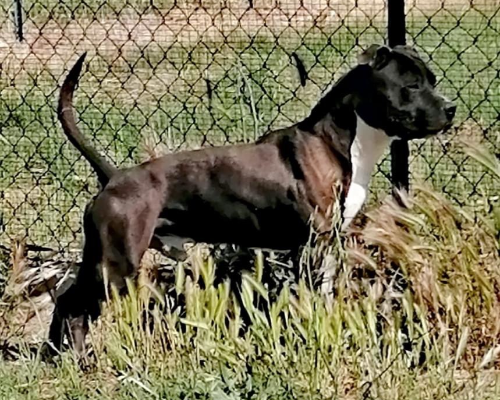 Adotta il cane Tango a Roma