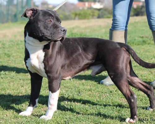 Adotta un cane, maschio, 13 anni  e 4 mesi , Roma