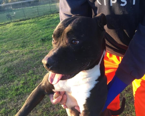 Adotta un cane, taglia media, maschio, Roma