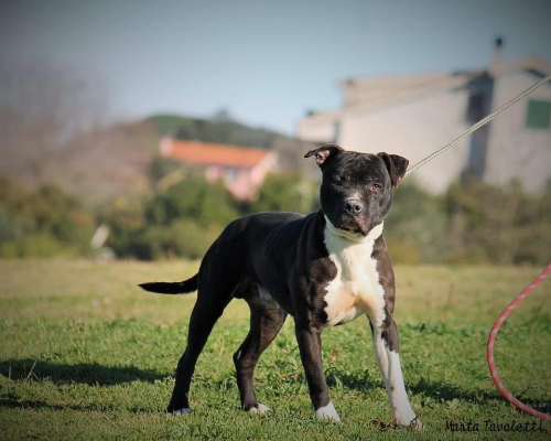 Foto dell'animale