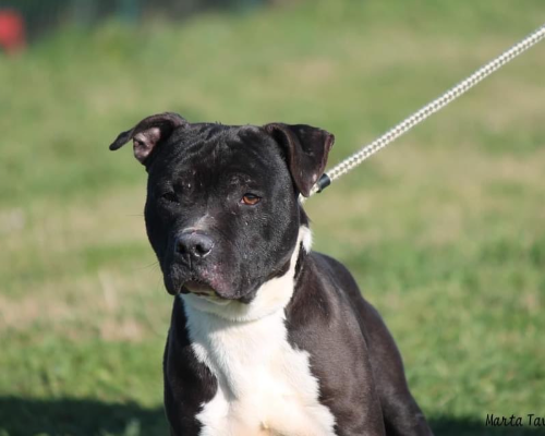 Vuoi adottare un cane a Roma?