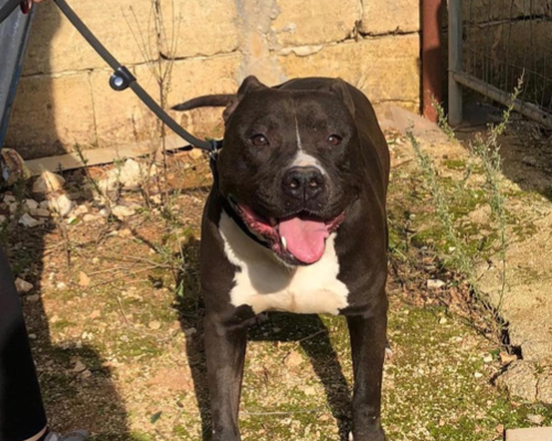 Adotta il cane ROY a Taranto