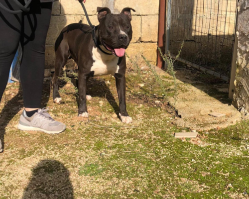 Adotta un cane, taglia grande, maschio, Taranto